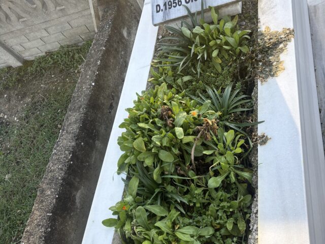 GÜLER TOPÇU OĞUZTAV