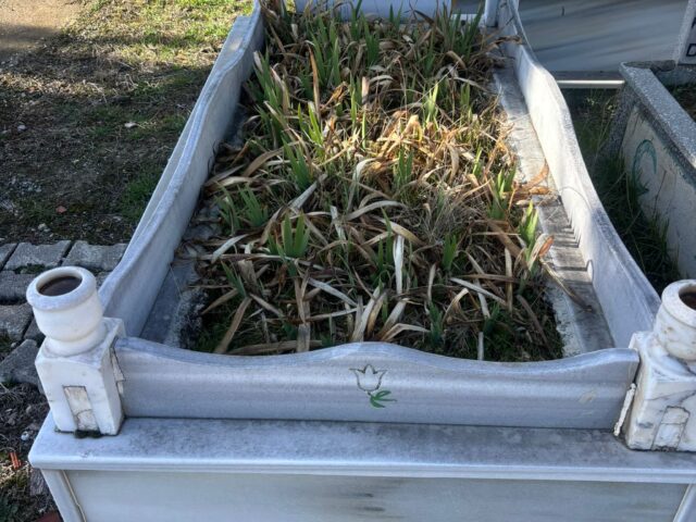 MEVLÜT İSMAİL ÖRNEK