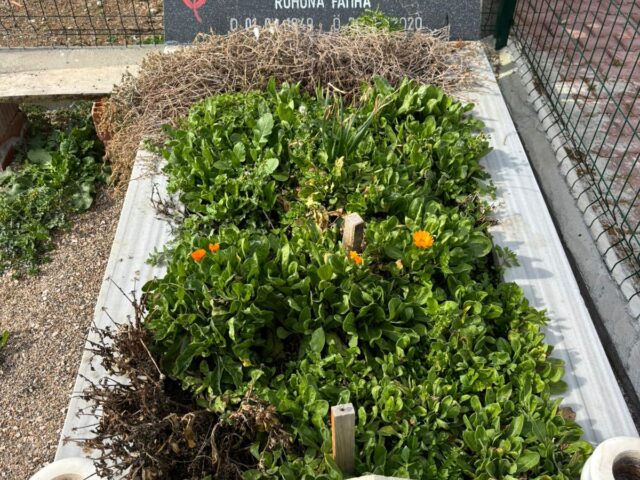 DURSUN ALİ AYAZOĞLU