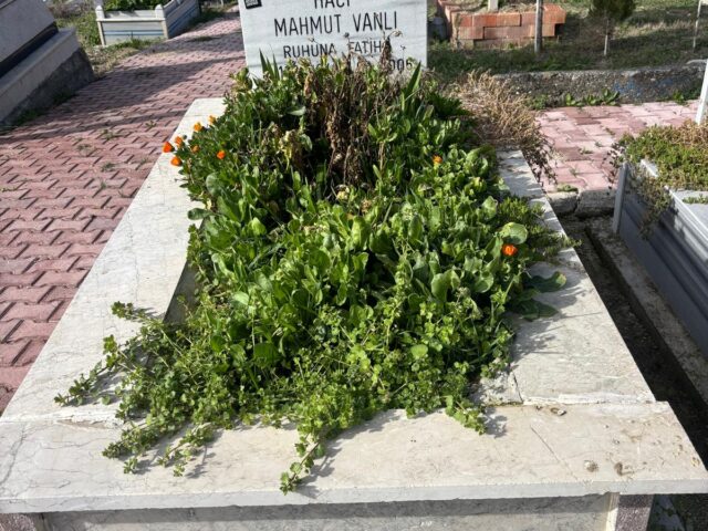 MAHMUT VANLI