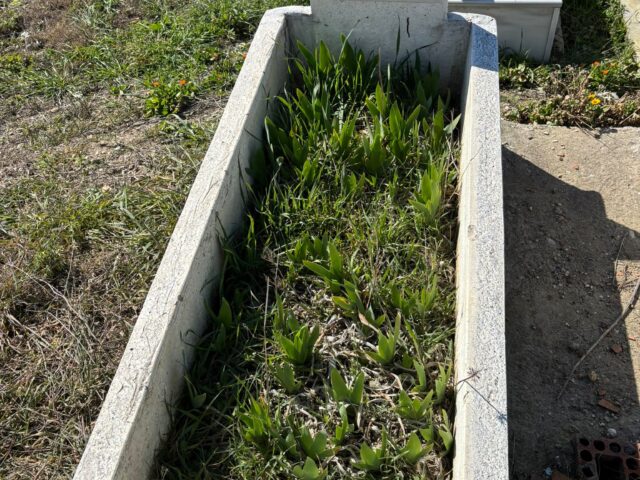 MENDUHA ÇÖRDÜKÇÜ