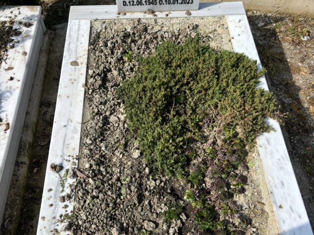 VELİ AKTAŞ