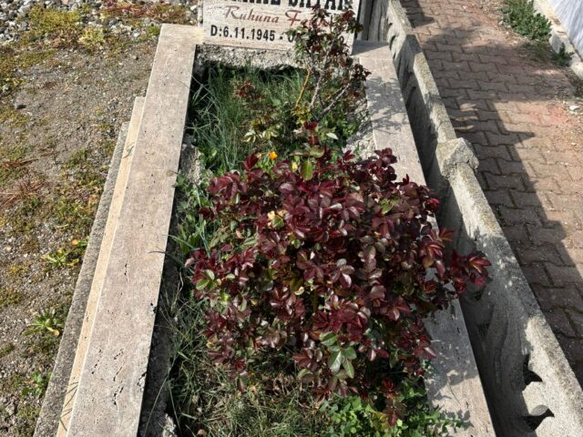 İSMAİL SAYAR