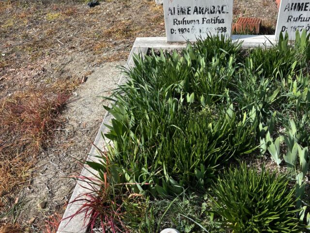 ALİME ARABACI