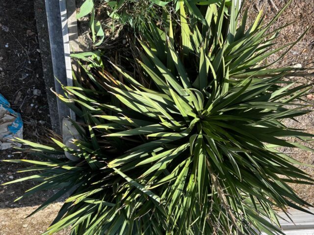 SEVİM DEMİR