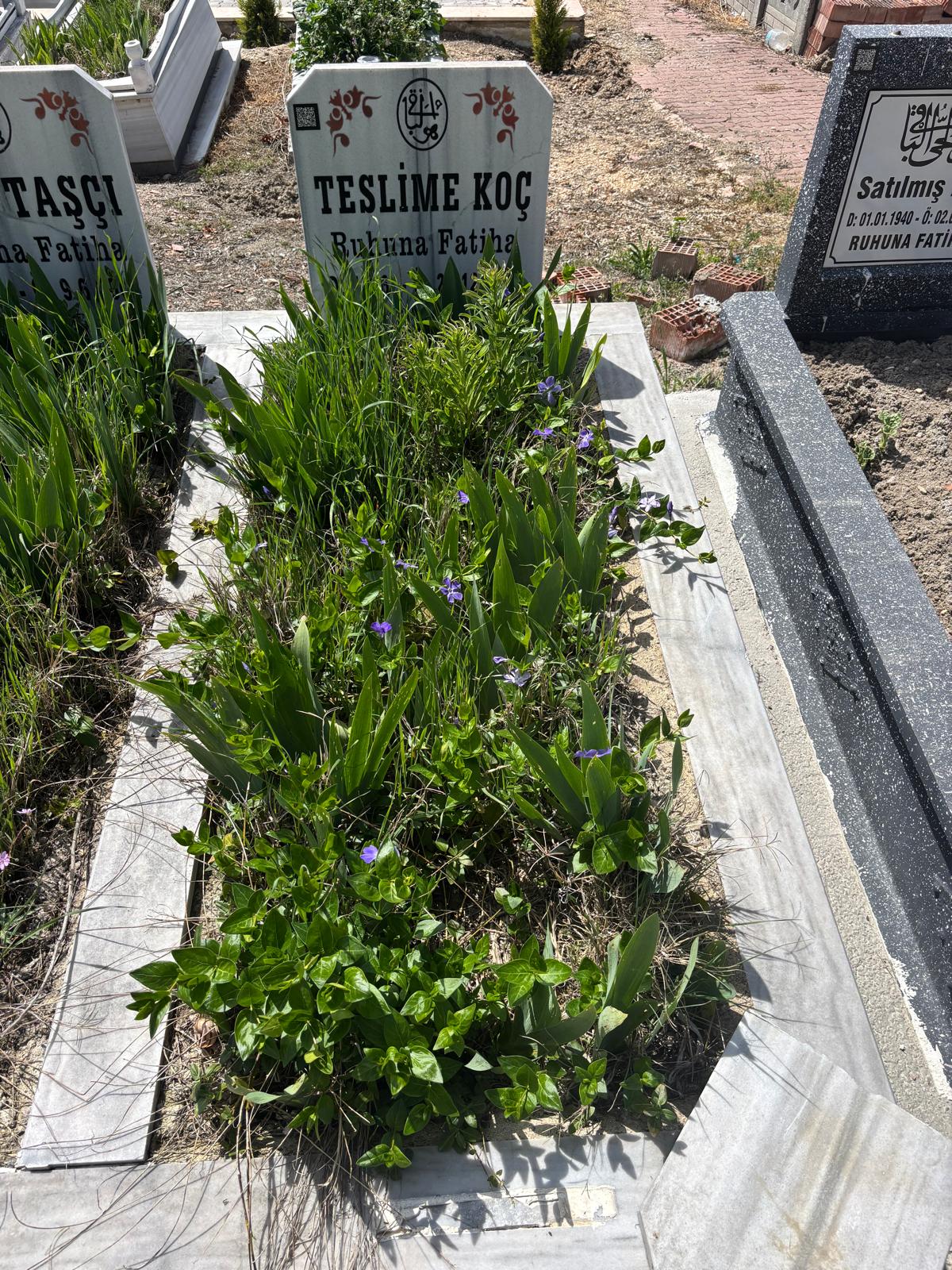 TESLİME KOÇ