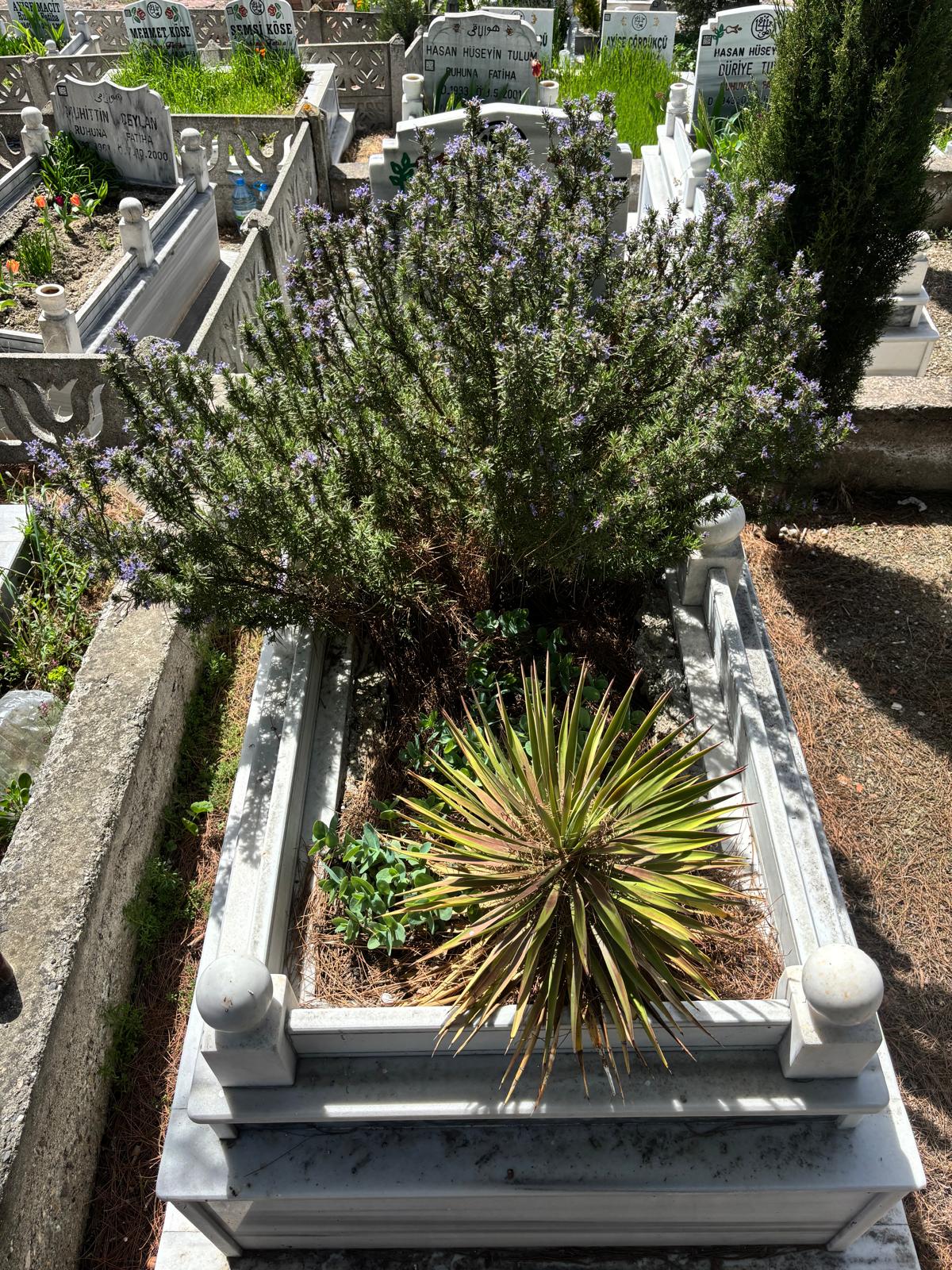 YAVUZ ALTAN TULUM