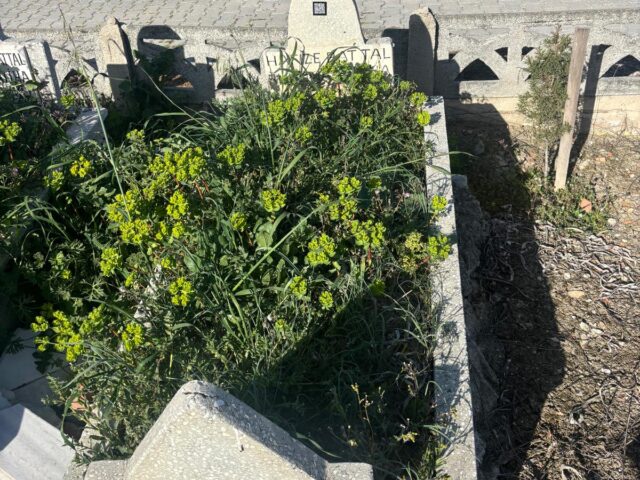 HAFİZE BATTAL