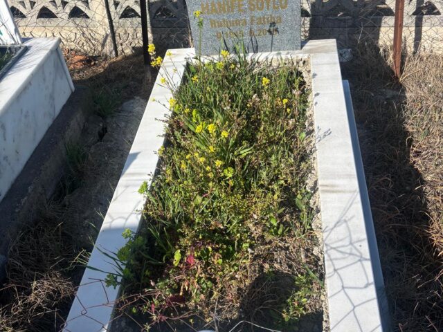 HANİFE SOYLU