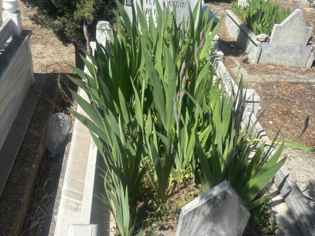 EYÜP AYDIN