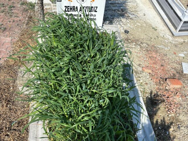 ZEHRA AYYILDIZ