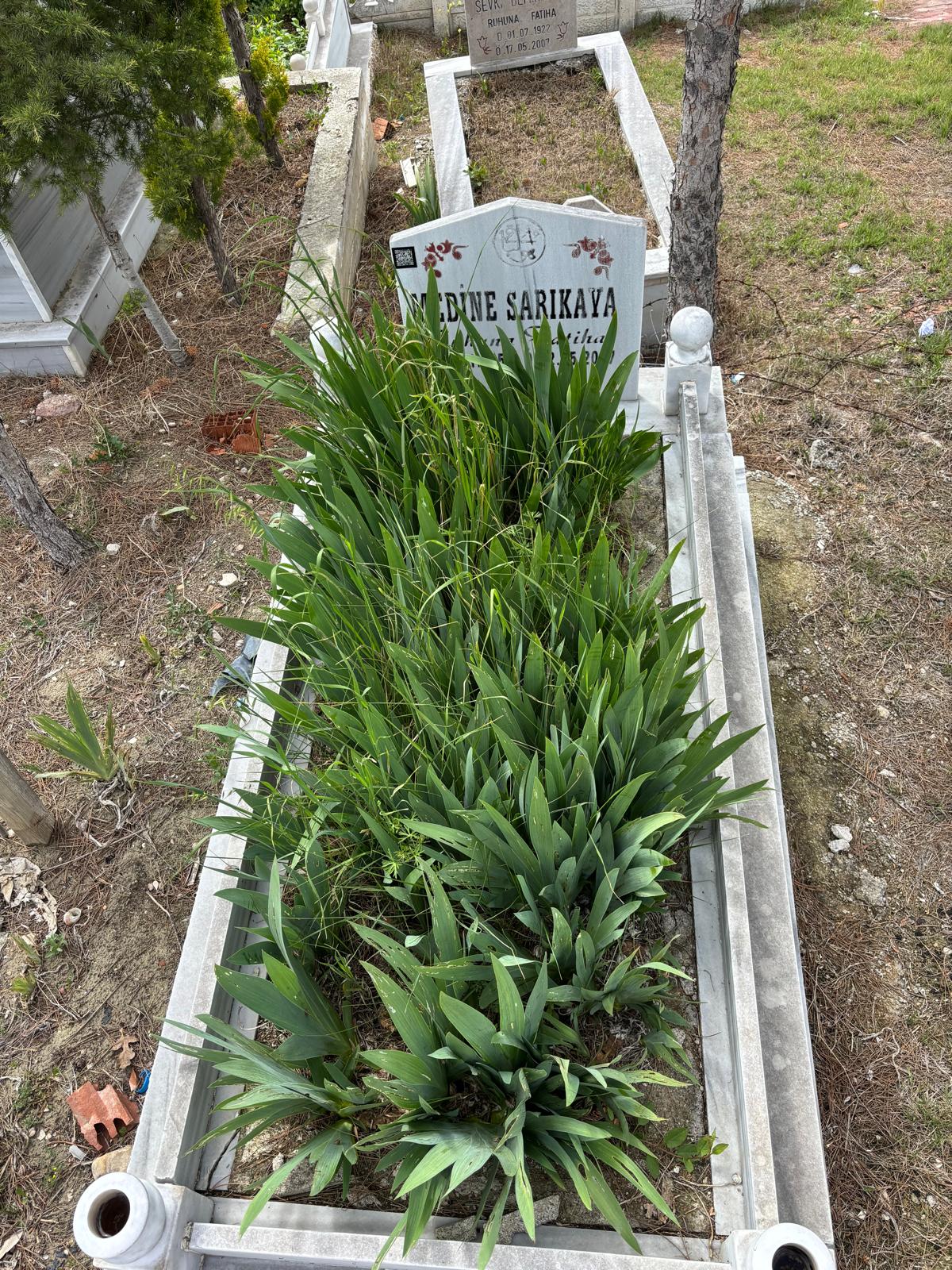 MEDİNE SARIKAYA