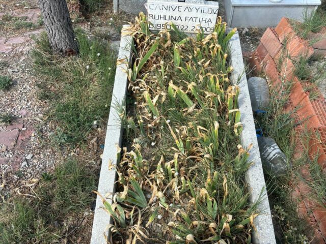 CANİVE AYYILDIZ