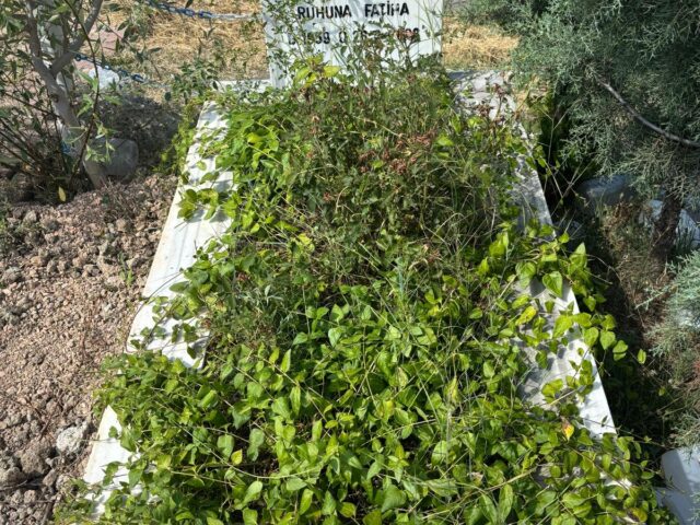 ARİF YURTTAV
