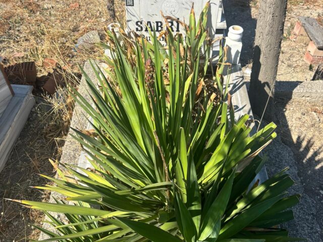 SABRİ AL